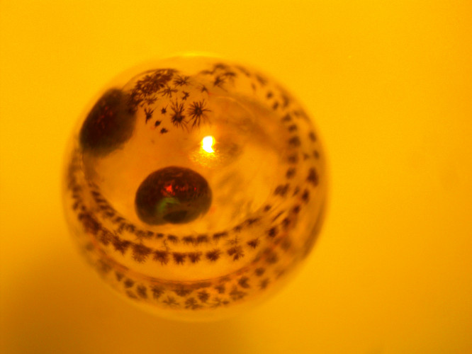 Озерный сиг Икринка 2 (1)